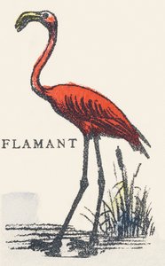 F: flamant
