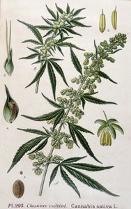 Plante de cannabis femelle. Gravure du 19ème siècle
