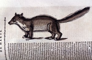 Animal à fourrure - dans Historia Animalium par Conrad Gesner (1516 - 1565), Tiguri