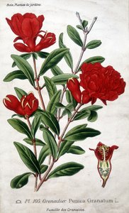 Plantes de jardin : fleurs de grenadier (famille des Grenatées).