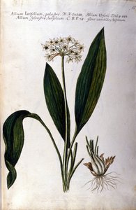 Ail. Herbier du XIXe siècle. - Unknown artist