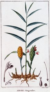 Gingembre (Amome)