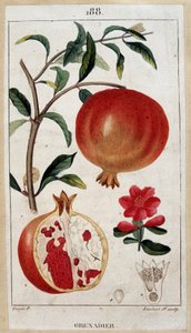 Grenadier - planche botanique XIXe siècle