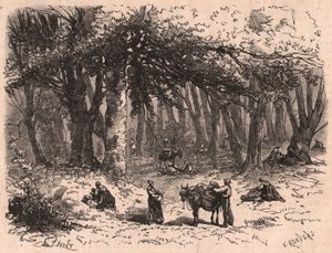 Groupe de personnes cueillant des champignons dans la forêt de Fontainebleau