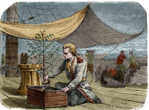 Histoire du café : le capitaine Gabriel de Clieu (1687/1678- vers 1774), commandé par le roi Louis XIV en 1725 pour ramener en Martinique un plant de café, partage avec lui sa ration d