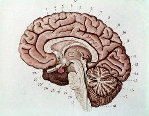 Section du cerveau humain avec hémisphères cérébraux et cervelet - Unknown artist