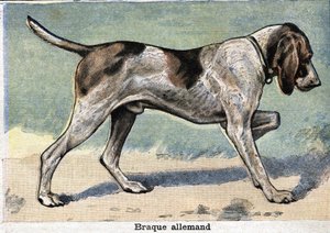 Chien de chasse : Braque allemand - Unknown artist