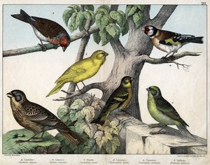 Illustration pour "Histoire naturelle des oiseaux", éd. Hoepli, Milan - Unknown Artist