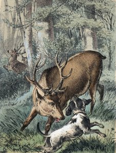 Illustration des contes de Franz Hoffmann « Contes et Fables - Les 2 cerfs » : un cerf s