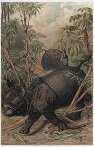 Rhinocéros indien - Le rhinocéros indien (Rhinoceros unicornis) - gravure de 