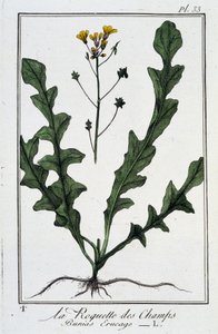 La roquette des champs (Bunias erucago) - dans «Exercices de botanique à l