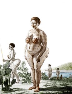 La Vénus Hottentote, femme de la race Bochiman (La Vénus Hottentote), gravure de 1815 - Unknown artist