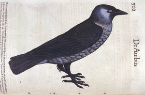 Le choucas dans Historia Animalium de Conrad Gesner (1516 - 1565), Tiguri