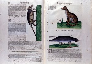 La civette, la hyène et la mangouste, dans Historia Animalium de Conrad Gesner (1516 - 1565), Tiguri - Unknown artist