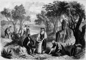 La cueillette des olives en Italie - Unknown artist