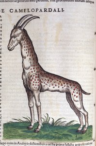 La girafe. dans Historia Animalium de Conrad Gesner (1516-1565), Tiguri - Unknown artist
