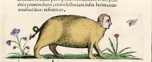 La manticore (dans "De monstrorum natura causis libri duo" par Fortunio Liceti)