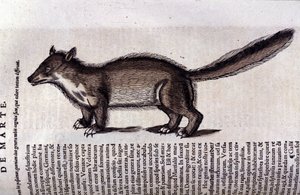 La martre dans Historia Animalium de Conrad Gesner, Tiguri