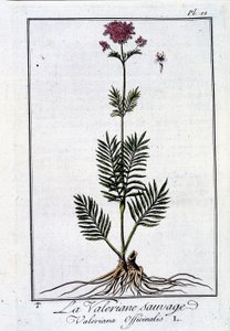 La valériane sauvage - dans «Exercice de botanique à l