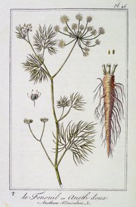 Le Fenouil ou Aneth doux (Anethum Foeniculum) - dans "Exercices de botanique à l