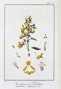 Le genêt à balais (Spartium scoparium) - dans «Exercices de botanique à l