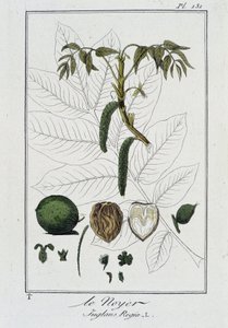 Le Noyer (Juglans Regia) - dans "Exercises de botanique à l