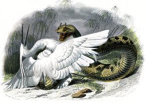 Le céraste (Vipera cerastes) - Planche de l