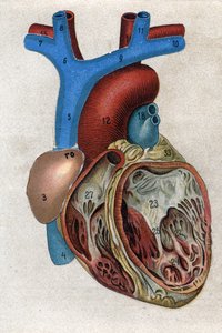 Le cœur. dans « La nouvelle médication naturelle » par F.E. Bilz. 1898 - Unknown artist