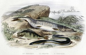 Le brochet, la perche et l