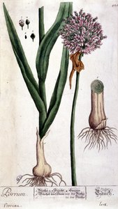 Poireau - planche botanique
