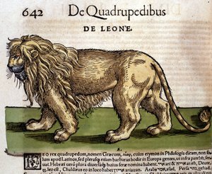 Lion d