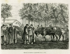 Bétail marchant à Leeuwarden (Pays-Bas). Gravure pour illustrer le récit La Frise, basé sur un article de journal néerlandais, dans Le Tour du monde 1886, dirigé par Édouard Charton (1807-1890), Hachette, Paris. - Unknown artist