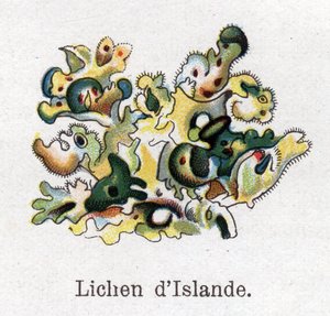 Plantes botaniques médicinales et alimentaires : lichen d