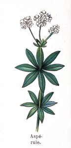 Plantes botaniques médicinales et alimentaires : aspérule. Gravure dans "La médication naturelle" de Friedrich Eduard Bilz (1842-1922) - Unknown artist