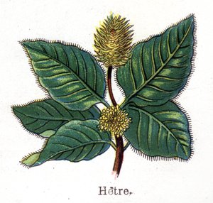 Plantes botaniques médicinales et alimentaires : hêtre. Gravure dans "La médication naturelle" de Friedrich Eduard Bilz (1842-1922)