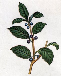 Plantes botaniques médicinales et alimentaires : nerprun. Gravure dans "La médication naturelle", par Friedrich Eduard Bilz (1842-1922)