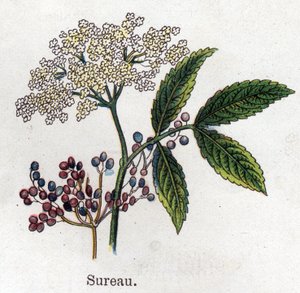 Plantes botaniques médicinales et alimentaires : sureau. Gravure dans "La médication naturelle" de Friedrich Eduard Bilz (1842-1922)