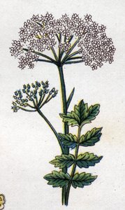 Plantes botaniques médicinales et alimentaires : grande livèche. Gravure dans "La médication naturelle" de Friedrich Eduard Bilz (1842-1922) - Unknown artist