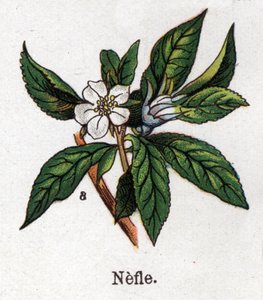 Plantes botaniques médicinales et alimentaires : néflier. Gravure dans "La médication naturelle" de Friedrich Eduard Bilz (1842-1922) - Unknown artist