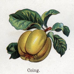 Plantes botaniques médicinales et alimentaires : coing. Gravure dans "La médication naturelle" de Friedrich Eduard Bilz (1842-1922) - Unknown artist