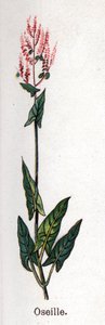 Plantes botaniques médicinales et alimentaires : oseille. Gravure dans "La médication naturelle", par Friedrich Eduard Bilz (1842-1922)