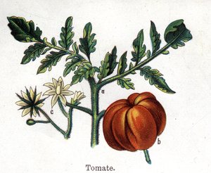 Plantes botaniques médicinales et alimentaires : tomate. Gravure dans "La médication naturelle" de Friedrich Eduard Bilz (1842-1922) - Unknown artist