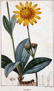 Plante médicinale : Arnic (ou arnica) - Unknown artist