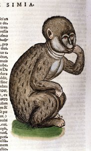 Singe d