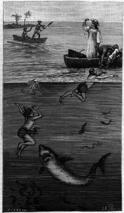 Culture de la nacre à Tahiti : un récolteur de nacre attaqué par un requin. (D