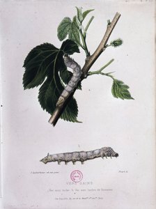 Mûrier et ver à soie - Étude de Pasteur