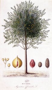 Myristica fragrans - Muscadier (Myristica officinalis). planche botanique - Unknown artist