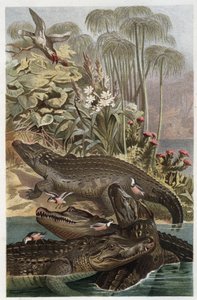 Crocodile du Nil (Crocodylus niloticus) - gravure de « La Vie des Animaux » par Alfred Edmund Brehm (1829-1884) - Unknown artist