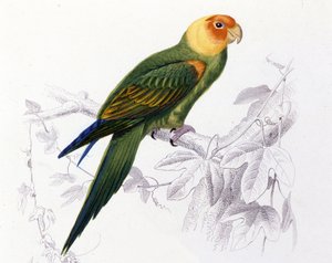 Ornithologie : Perroquet de Caroline (Psittacus carolinensis) - Unknown artist