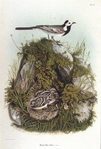Ornithologie : une bergeronnette grise (motacilla alba) près du nid de ses petits. Planche de zoologie du 19ème siècle - Unknown artist
